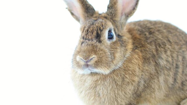 Lovely bunny easter fluffy rabbit, Baby rabbit on white background. The Easter white hares , sniffing, looking around, on white nature background. Companion animal. Family pet. Symbol of easter day.