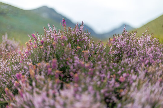 Purple heather blooms blanket rolling hills in the Glen Rosa valley on Arran, Scotland