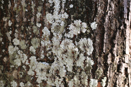 tree bark texture
