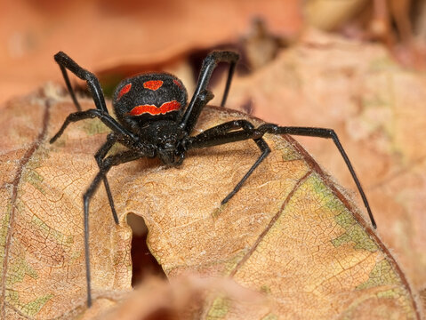 Malmignatta - Vedova nera mediterranea - Latrodectus tredecimguttatus