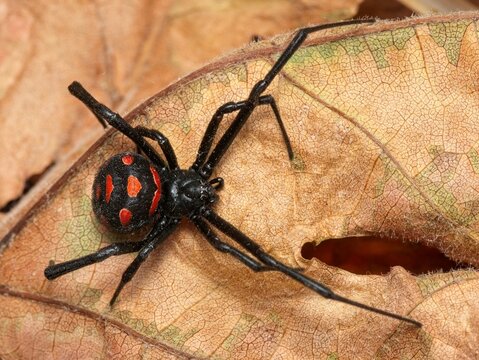 Malmignatta - Vedova nera mediterranea - Latrodectus tredecimguttatus