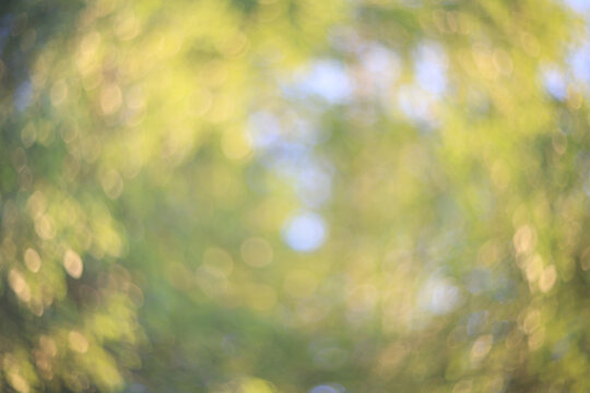 Green summer bokeh, blurred photo background, nature, summer soft color