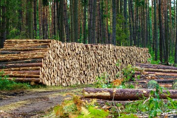 Stos ściętych pni sosny (Pinus sylvestris) na skraju lasu. Ścięte drewno przygotowane do wywozu, symbolizujące wycinkę lasów, leśnictwo oraz przemysł drzewny w Polsce. © Henryk Niestrój