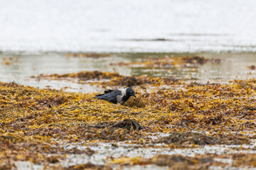 Hooded crow stands on damp seaweed-strewn shore © nicholasjermy