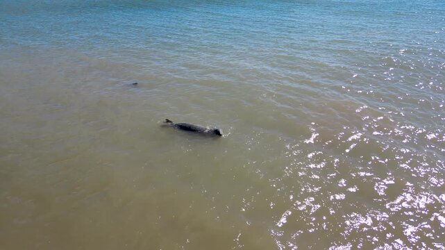 Aerial shot of seals swimming in shallow coastal sea water