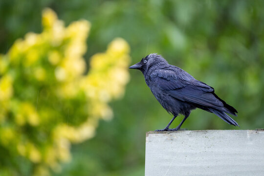 Western jackdaw (Corvus monedula) perched against green background