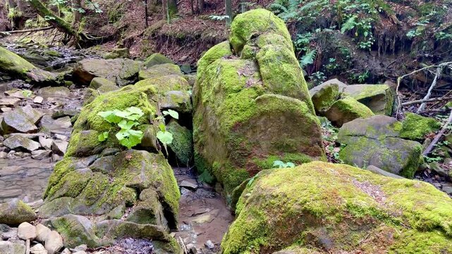 Mountain stream flowing over mossy rocks and boulders in forest