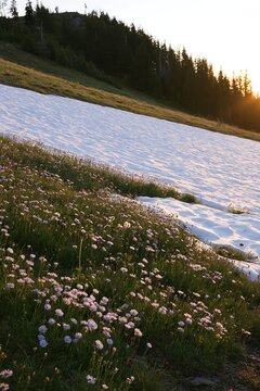 Snowy foothill meadow with wildflowers at sunset