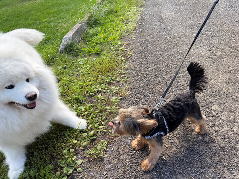 Un Yorkshire Terrier et un Samoy&egrave;de se rencontrent au parc.