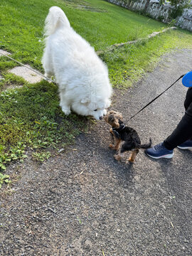Un Yorkshire Terrier et un Samoy&egrave;de se rencontrent au parc.