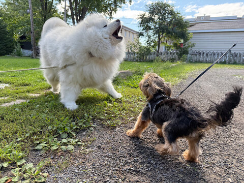 Un Yorkshire Terrier et un Samoy&egrave;de se rencontrent au parc.