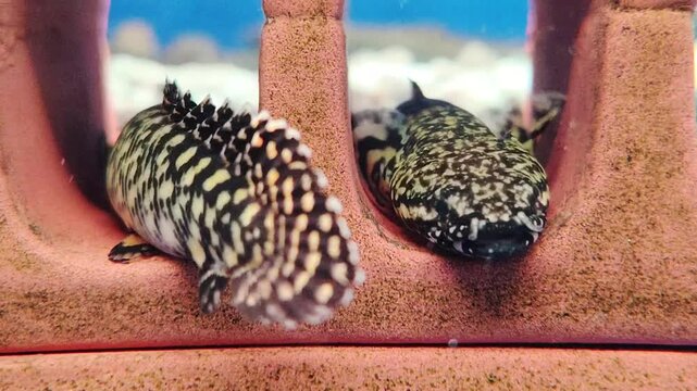 Bichir fish in the aquarium 