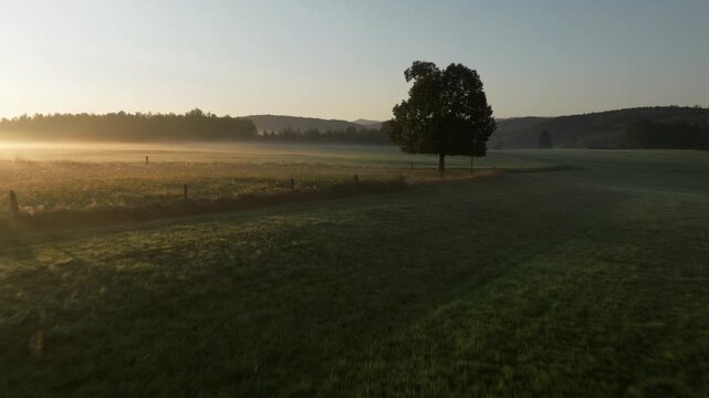 Aerial pass across a misty pasture toward a solitary tree