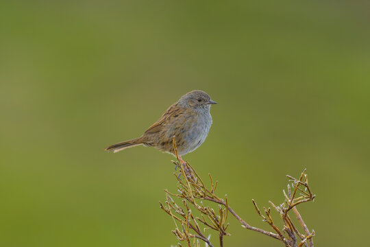 Acentor alpino