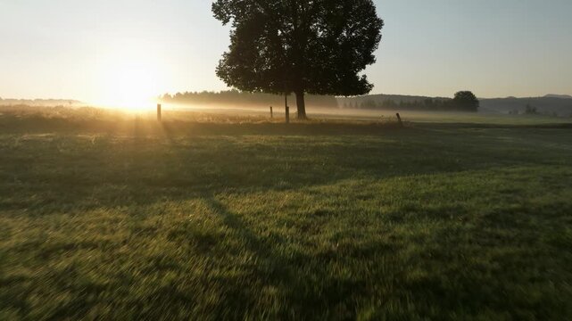 Drone approaches a large tree in a sunlit misty field