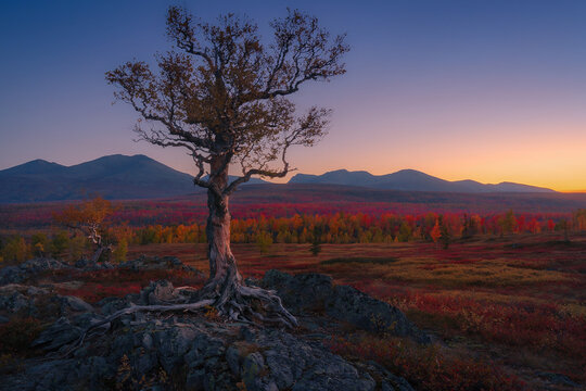 Herbstlandschaft mit altem knorrigem Baum bei Sonnenuntergang