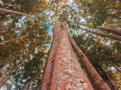 Low angle view of tall forest trees with autumn foliage and textured bark