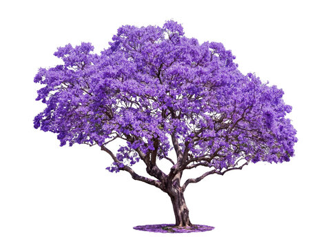 Blooming jacaranda tree with purple flowers