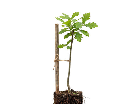 Young sapling tree with wooden stake
