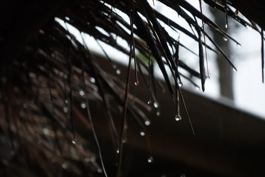detailed, close-up perspective of water droplets forming and dripping from the edge of a rustic thatched roof. The composition emphasizes the delicate texture of the straw and the crisp, clear form of
