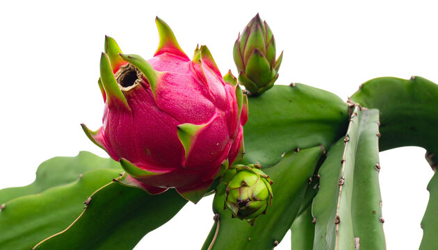 dragon fruit plant with ripe dragon fruit, isolated on transparent background