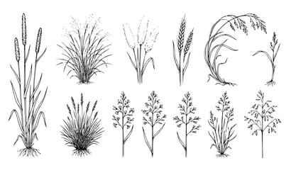 Obraz premium Hand Drawn Sketch Set of Wild Grasses and Wheat Stalks, Black and White Vector Illustration Collection of Botanical Field Plants