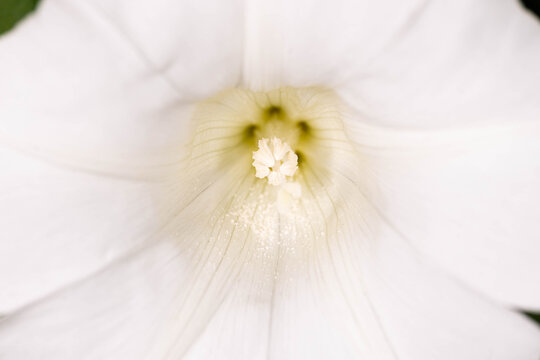 Botanical Diversity - Convolvulaceae - White bindweed flower interior macro