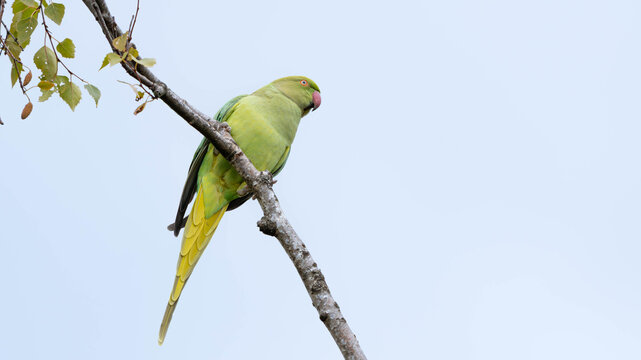 Birds of Germany - Psittacula krameri - Rose ringed parakeet perched on branch