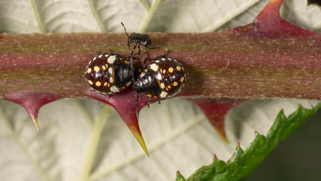 Bio Diversity - Nezara viridula - Southern green stink bug nymphs on bramble stem