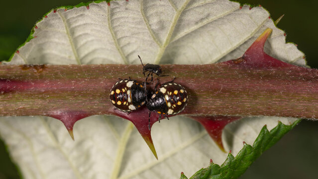 Bio Diversity - Nezara viridula - Southern green stink bug nymphs on bramble stem