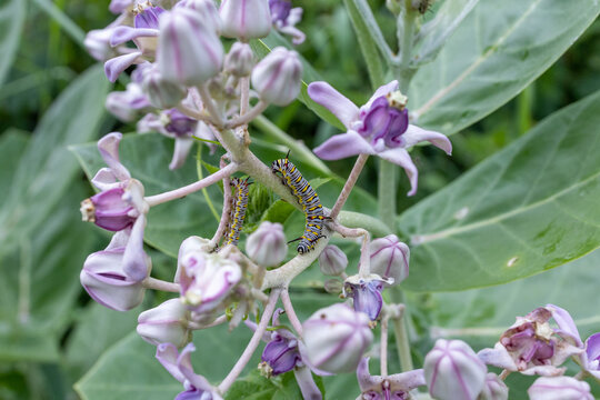Colorful caterpillar traversing wild purple crown flower blossoms, focus selective