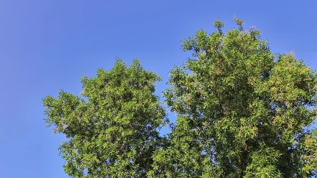 Green tree tops against blue sky