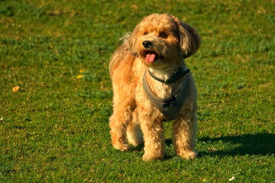the small red Havanese dog is playing in a meadow