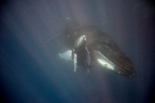Mother and baby humpback whale  underwater, as the baby heads to the surface for a breath of air in the Caribbean