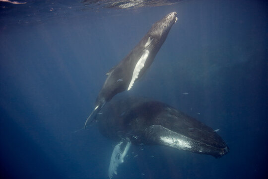 Mother and baby humpback whale  underwater, as the baby heads to the surface for a breath of air in the Caribbean