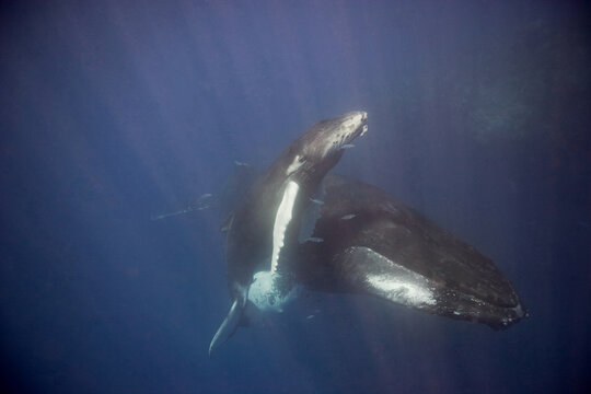 Mother and baby humpback whale  underwater, as the baby heads to the surface for a breath of air in the Caribbean