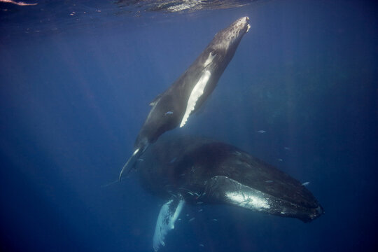 Mother and baby humpback whale  underwater, as the baby heads to the surface for a breath of air in the Caribbean