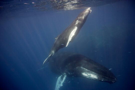 Mother and baby humpback whale  underwater, as the baby heads to the surface for a breath of air in the Caribbean
