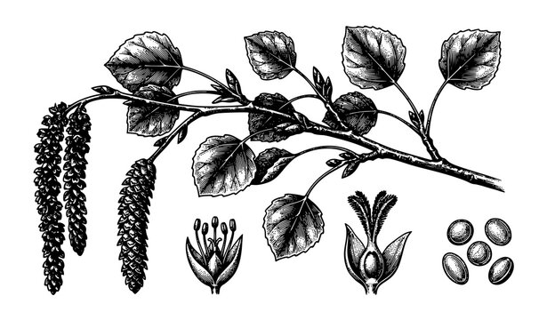 Populus Tremula Aspen Reproductive Botanical Engraving