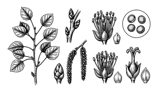 Common Aspen Botanical Parts Vintage Engraving