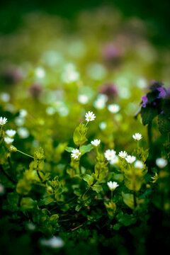 Small white chickweed flowers blooming in green spring meadow with soft bokeh