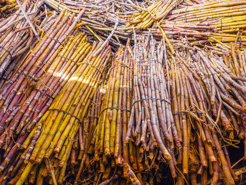 A massive dense heap of harvested raw sugar cane stalks piled up at an agricultural processing plant, Madeira, Portugal.