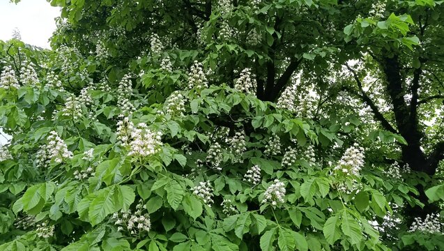 A large blooming chestnut tree. The beauty of nature.