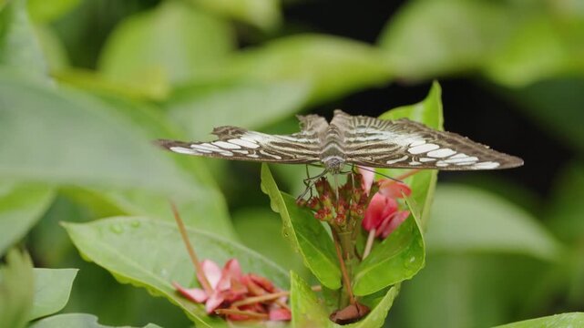 Graphium Swallowtail Butterfly Feeding on Pink Flowers with Wings Spread
