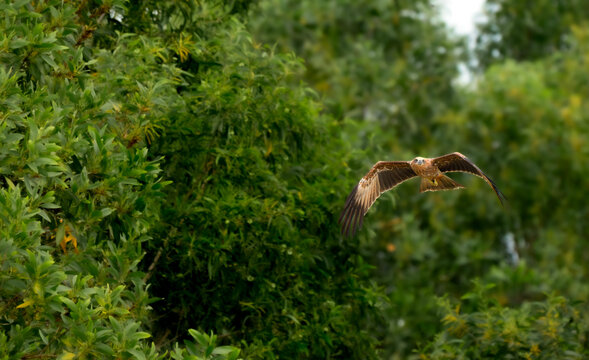 Juvenile Brahminy Kite Flying Through Green Forest