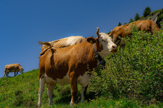 Cow in the Swiss Alps at Grindelwald First