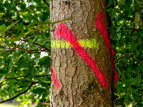 Zur F&auml;llung markierte B&auml;ume im Wald