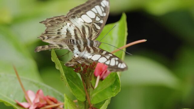 Graphium Swallowtail Butterfly Feeding on Pink Flowers with Wings Spread