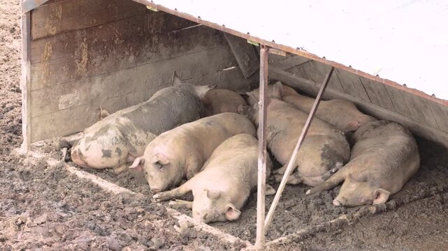 Domestic Pigs Sleeping Together in Mud Under Barn Shelter