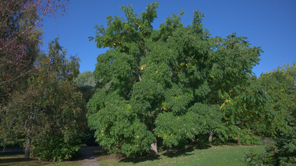 Obraz premium Large leafy tree with green foliage and developing berries under a clear blue sky.